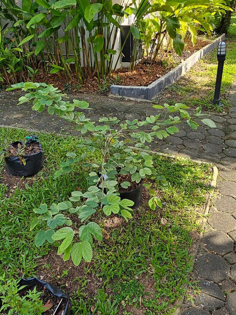 Bauhinia sirindhorniae ก้ามปูหลวงสิรินธร