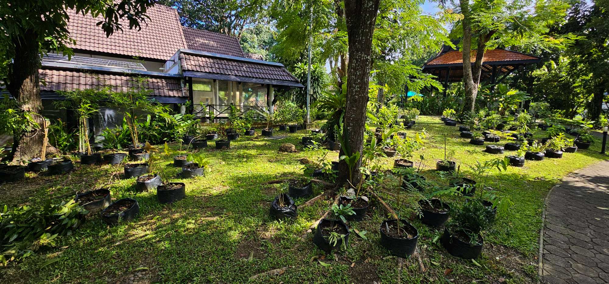 Phuket Botanic Garden for Traditional Thai Medicinal Plants