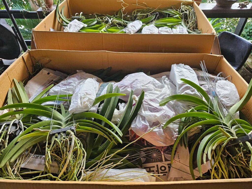 Unpacking Orchids from Chiang Mai for Our Orchid Garden in Phuket