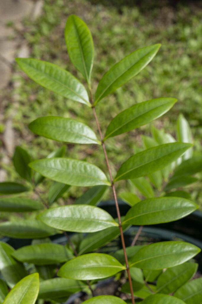 Eurycoma longifolia leaf close-up – Thai medicinal plant documentation