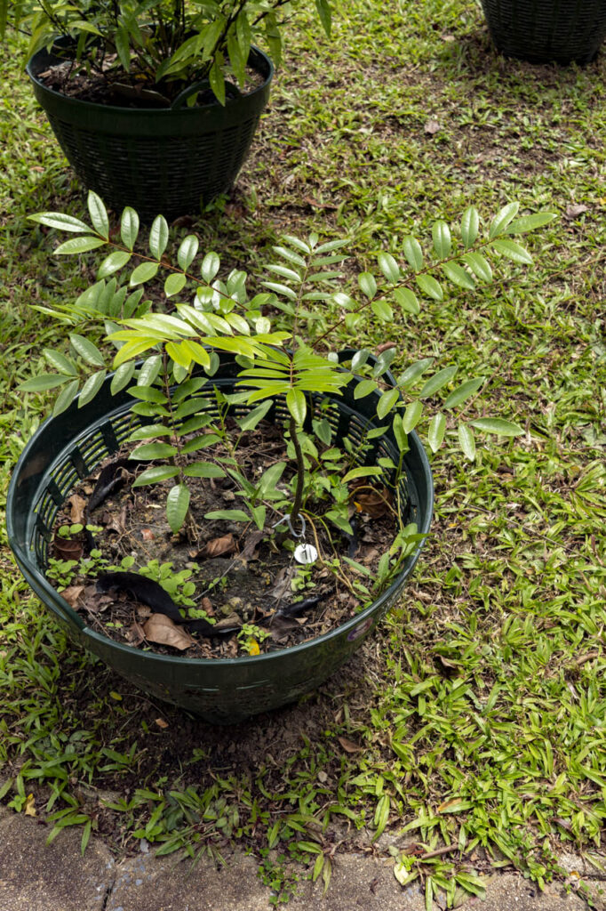 001 Eurycoma longifolia.jpg