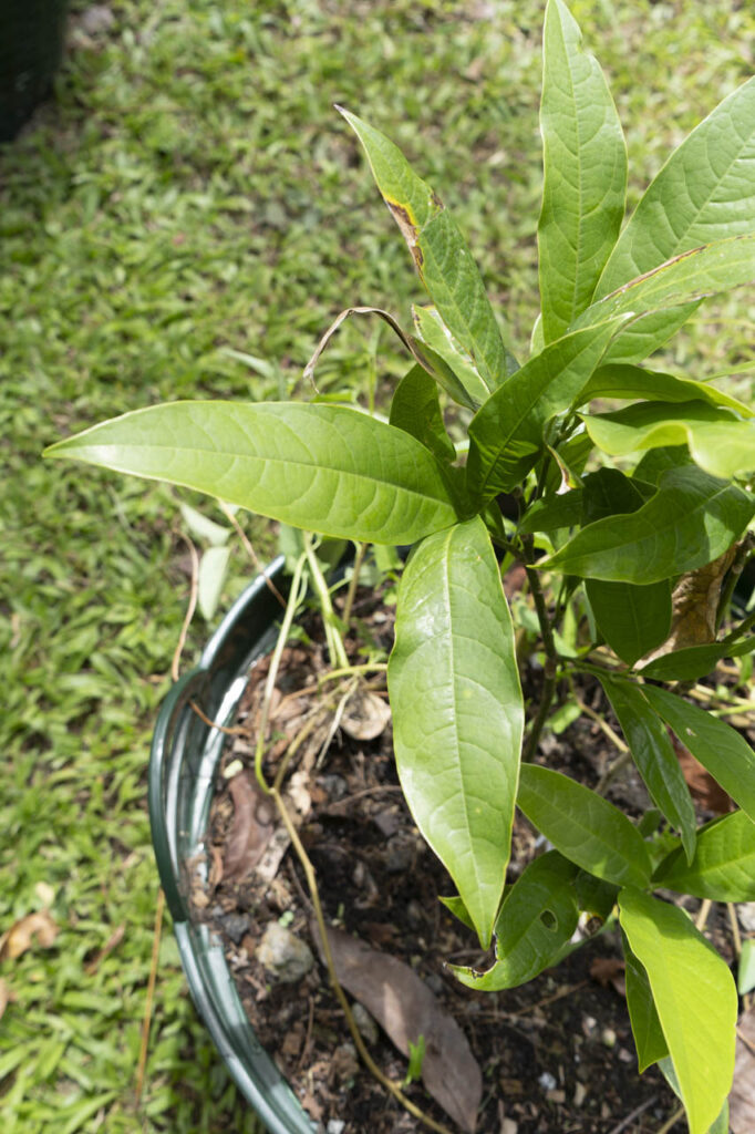Andrographis paniculata leaf close-up – Thai medicinal plant documentation