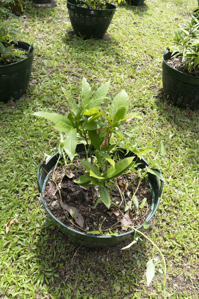 Andrographis paniculata | ฟ้าทะลายโจร 2 002 Andrographis paniculata