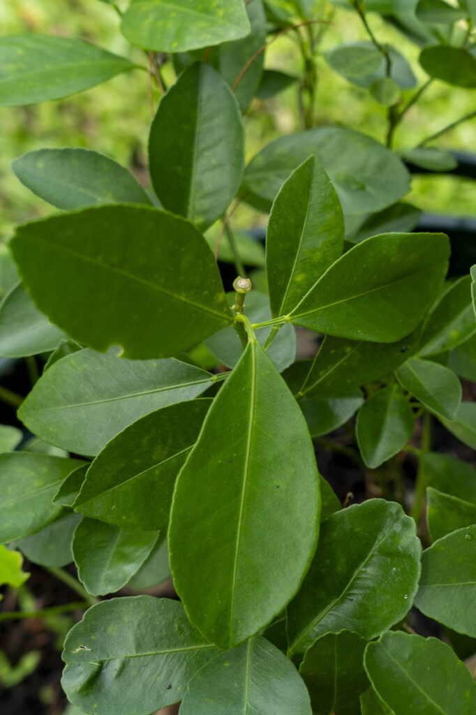 Glycosmis pentaphylla leaf close-up – Thai medicinal plant documentation
