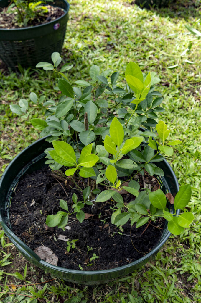 004 Cinnamomum porrectum