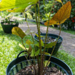 Alocasia macrorrhizos – Giant Taro