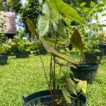 Alocasia macrorrhizos – Giant Taro (บอนใหญ่), large-leaved Thai medicinal plant cultivated at Kamala Beach Estate’s Herb Garden.