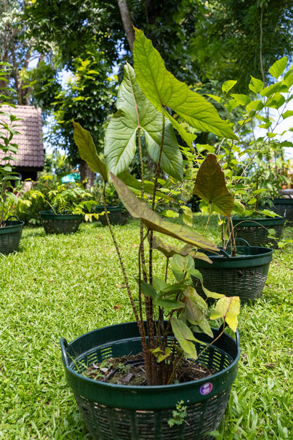 Thai Medicinal Herb Garden Plant Index | Kamala Beach Estate 12 Alocasia macrorrhizos – Giant Taro (บอนใหญ่), large-leaved Thai medicinal plant cultivated at Kamala Beach Estate’s Herb Garden.