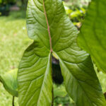 Alocasia macrorrhizos – Giant Taro-3