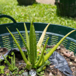 Aloe vera (ว่านหางจระเข้), Thai medicinal succulent with thick green leaves and healing gel inside.