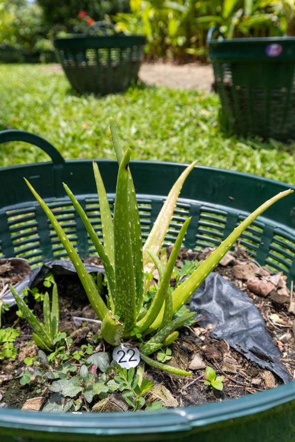 Thai Medicinal Herb Garden Plant Index | Kamala Beach Estate 22 Aloe vera (ว่านหางจระเข้), Thai medicinal succulent with thick green leaves and healing gel inside.