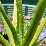 Aloe vera-3