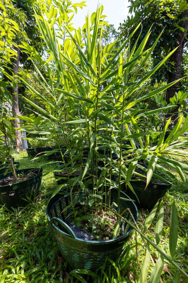 056 Alpinia galanga – Galangal (ข่า) 1 Alpinia galanga – Galangal (ข่า), Thai medicinal plant with upright stems and long lance-shaped leaves.