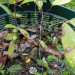 036 Alstonia scholaris – Devil Tree 3 Alstonia scholaris