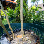 032 Alstonia scholaris – Devil Tree 3 Alstonia scholaris