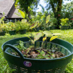 036 Alstonia scholaris – Devil Tree 2 Alstonia scholaris – Devil Tree (ตีนเป็ด), young Thai medicinal tree with simple glossy leaves and pale venation.