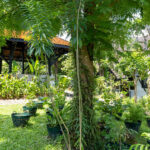 032 Alstonia scholaris – Devil Tree 2 Alstonia scholaris – Devil Tree (พญาสัตบรรณ), tall Thai medicinal tree with slender leaves and pale bark used in fever and respiratory treatments.