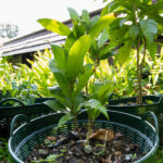 063 Alstonia scholaris – Devil’s Tree (ตีนเป็ด) 2 Alstonia scholaris – Devil’s Tree (ตีนเป็ด), Thai medicinal tree with elongated glossy leaves in whorls.