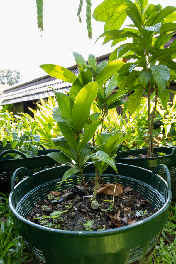 063 Alstonia scholaris – Devil’s Tree (ตีนเป็ด) 17 Alstonia scholaris – Devil’s Tree (ตีนเป็ด), Thai medicinal tree with elongated glossy leaves in whorls.