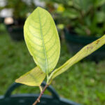 036 Alstonia scholaris – Devil Tree 1 Alstonia scholaris-3