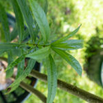 032 Alstonia scholaris – Devil Tree 1 Alstonia scholaris – Devil Tree (พญาสัตบรรณ), tall Thai medicinal tree with slender leaves and pale bark used in fever and respiratory treatments.