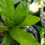 063 Alstonia scholaris – Devil’s Tree (ตีนเป็ด) 3 Alstonia scholaris-3