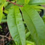 072 Alstonia scholaris – Devil’s Tree (ตีนเป็ด / Teen Ped) 1 Alstonia scholaris-3