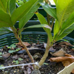 063 Alstonia scholaris – Devil’s Tree (ตีนเป็ด) 1 Alstonia scholaris