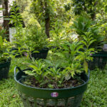 Andrographis paniculata – ฟ้าทะลายโจร (Green Chiretta), Thai medicinal herb with narrow green leaves cultivated in the KBE Herb Garden.
