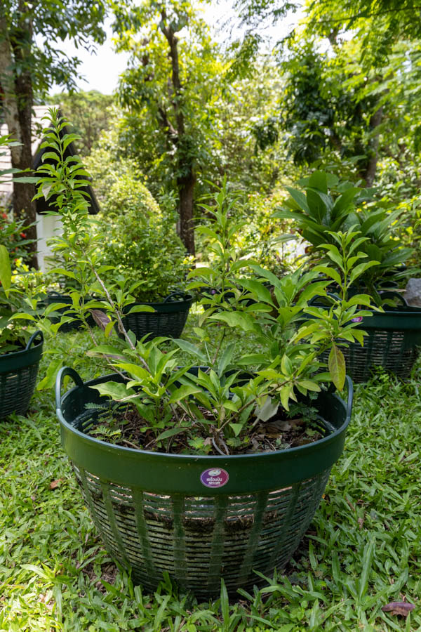 023 Andrographis paniculata – Green Chiretta 5 Andrographis paniculata – ฟ้าทะลายโจร (Green Chiretta), Thai medicinal herb with narrow green leaves cultivated in the KBE Herb Garden.
