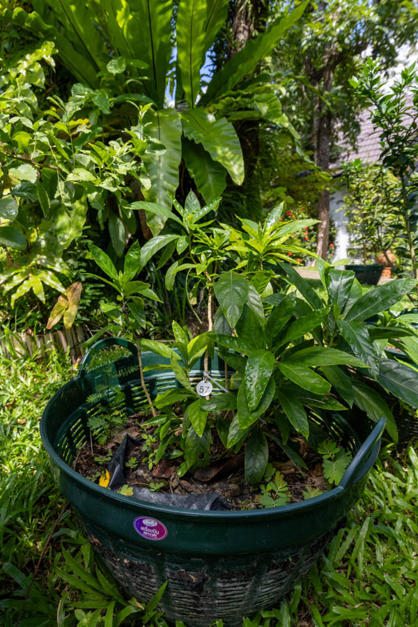 057 Andrographis paniculata – Green Chiretta (ฟ้าทะลายโจร) 38 Andrographis paniculata – Green Chiretta (ฟ้าทะลายโจร), Thai medicinal plant with slender green leaves and upright stems.