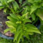 Andrographis paniculata-3