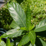 057 Andrographis paniculata – Green Chiretta (ฟ้าทะลายโจร) 2 Andrographis paniculata-3