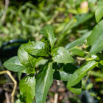 Andrographis paniculata – Green Chiretta (ฟ้าทะลายโจร), Thai medicinal plant with narrow green leaves used for fever and immune support.