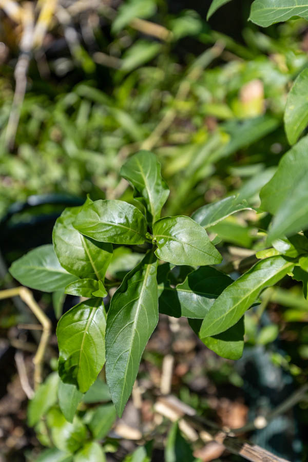 090 Andrographis paniculata – Green Chiretta (ฟ้าทะลายโจร / Fah Talai Jone) 1 Andrographis paniculata – Green Chiretta (ฟ้าทะลายโจร), Thai medicinal plant with narrow green leaves used for fever and immune support.