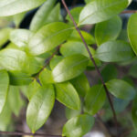 Andrographis paniculata-4