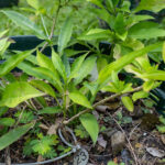 Andrographis paniculata