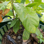 030 Annona squamosa – Sugar Apple 3 Annona squamosa