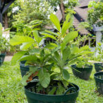 030 Annona squamosa – Sugar Apple 2 Annona squamosa – Sugar Apple (น้อยหน่า), Thai medicinal tree with broad green leaves and sweet edible fruit used in traditional medicine.