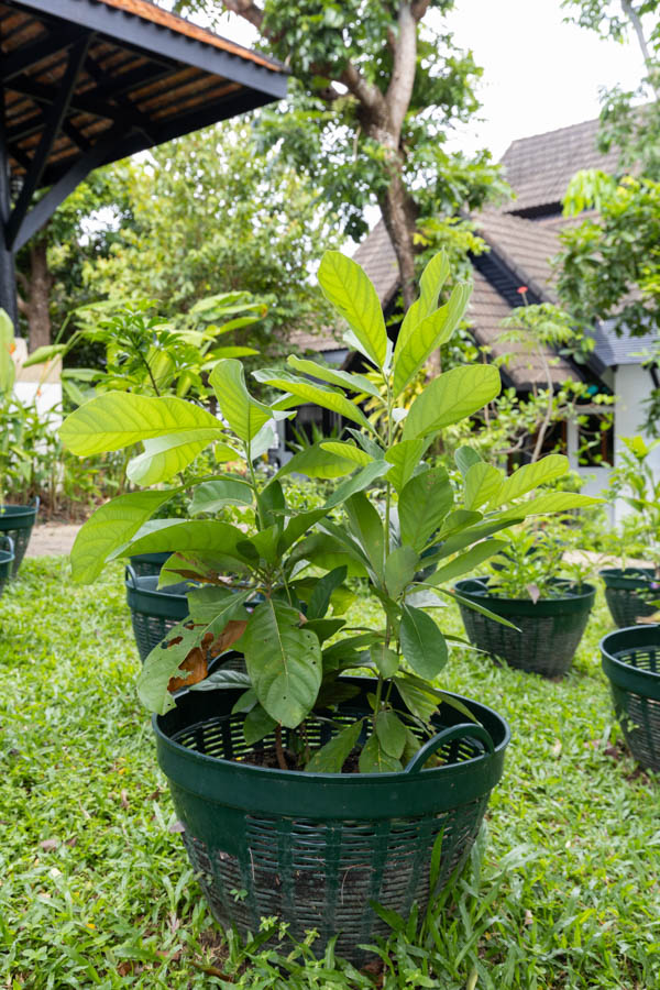 030 Annona squamosa – Sugar Apple 26 Annona squamosa – Sugar Apple (น้อยหน่า), Thai medicinal tree with broad green leaves and sweet edible fruit used in traditional medicine.
