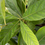 030 Annona squamosa – Sugar Apple 1 Annona squamosa – Sugar Apple (น้อยหน่า), Thai medicinal tree with broad green leaves and sweet edible fruit used in traditional medicine.