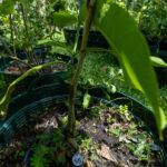 055 Artocarpus heterophyllus – Jackfruit (ขนุน) 3 Artocarpus heterophyllus