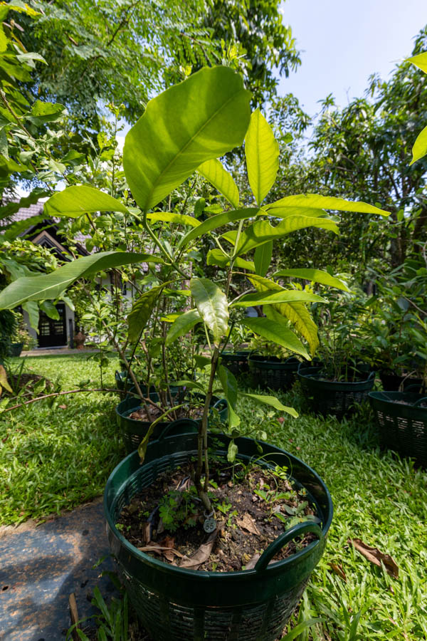 055 Artocarpus heterophyllus – Jackfruit (ขนุน) 5 Artocarpus heterophyllus – Jackfruit (ขนุน), Thai medicinal tree with large glossy leaves and edible fruit.