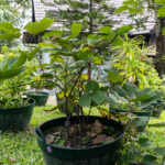 Bauhinia variegata – Orchid Tree (ชงโค), Thai medicinal shrub with bilobed leaves and purple orchid-like flowers.