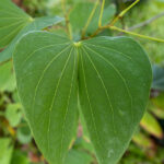 Bauhinia variegata-3