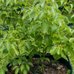 Cinnamomum verum – True Cinnamon (อบเชย), Thai medicinal tree with aromatic bark and smooth green leaves.