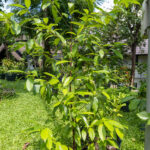 046 Cinnamomum verum – True Cinnamon (อบเชย) 2 Cinnamomum verum-2