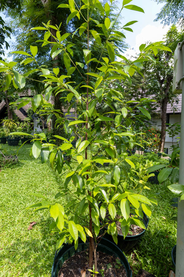 046 Cinnamomum verum – True Cinnamon (อบเชย) 1 Cinnamomum verum 2 1