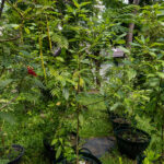 050 Cinnamomum verum – True Cinnamon (อบเชย) 2 Cinnamomum verum – True Cinnamon (อบเชย), Thai medicinal tree with glossy leaves used for its aromatic bark.