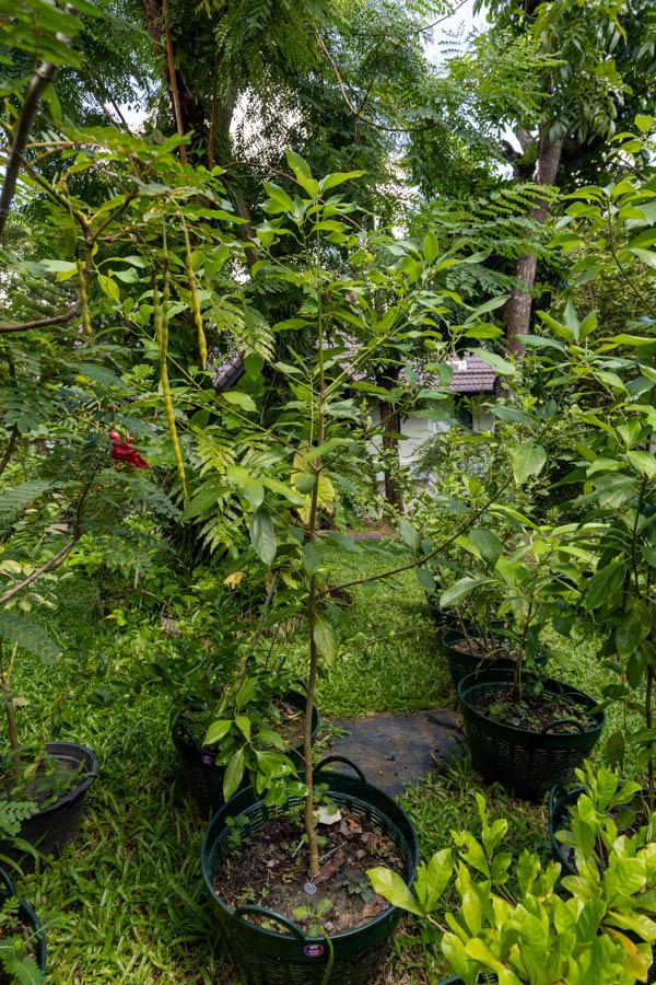 050 Cinnamomum verum – True Cinnamon (อบเชย) 25 Cinnamomum verum – True Cinnamon (อบเชย), Thai medicinal tree with glossy leaves used for its aromatic bark.